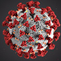 A coronavirus cell